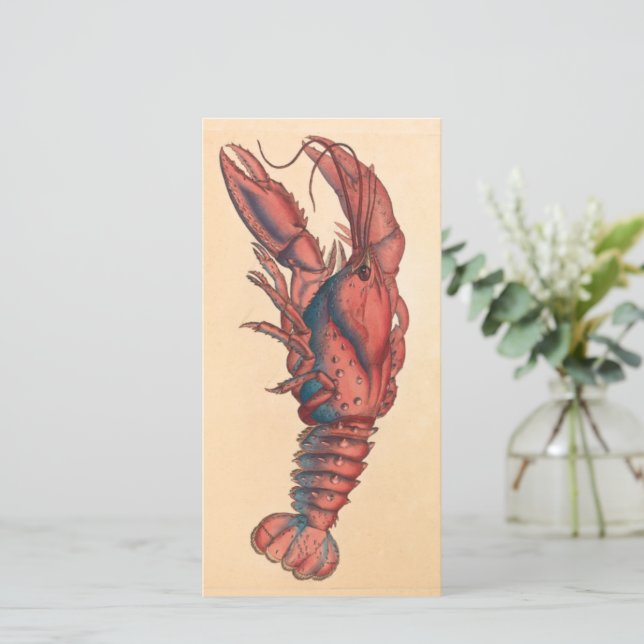 James Sowerby Homard serbé (Debout devant)