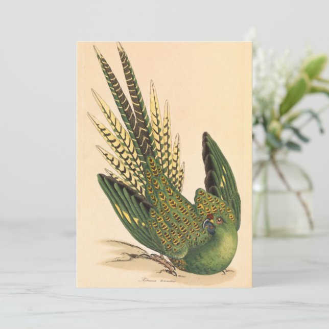 James Sowerby Parrot terrestre, Psittacus terrestr (Debout devant)