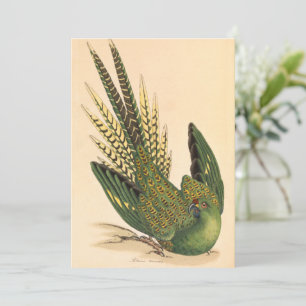 James Sowerby Parrot terrestre, Psittacus terrestr