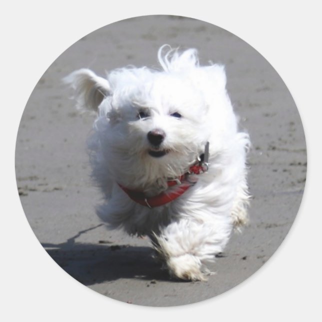 Jan Sticker (Devant)