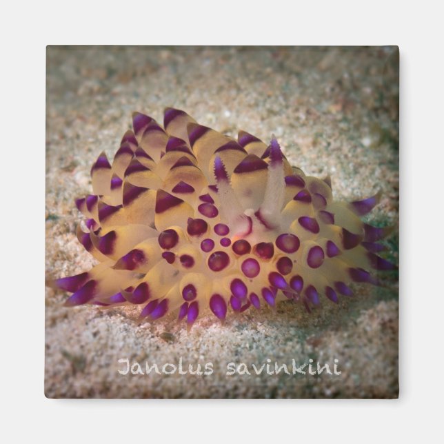 Janolus savinkini Magnet Carré (Devant)