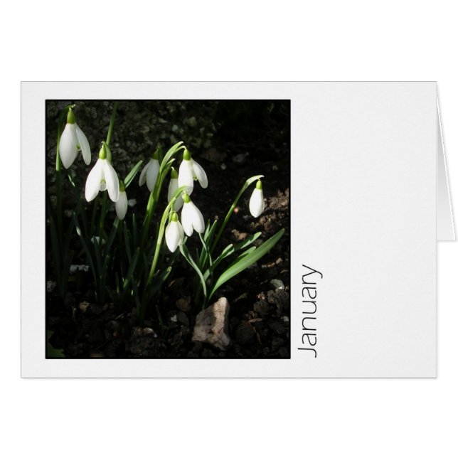 Janvier (Devant horizontal)