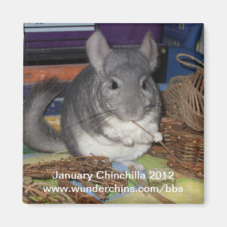 Janvier chinchilla 2012 aimant