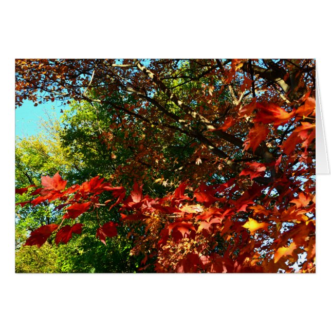 Japanese Maple in Autumn (Devant horizontal)