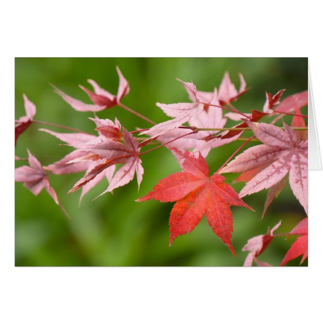 Japanese Maple Leaves (Devant horizontal)