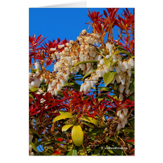 Japon Andromède Bonfire (Devant)