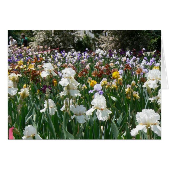 Jardin 4 d'iris (Devant horizontal)