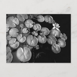 Jardin aquatique, cartes postales