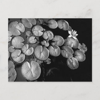 Jardin aquatique, cartes postales