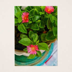 Jardin Bébé Rose Soleil Plante Dans Une Carte Prof