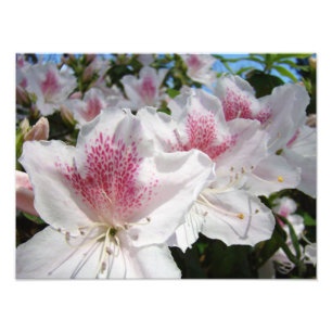 Jardin de fleurs d'azalée Photographie Florales
