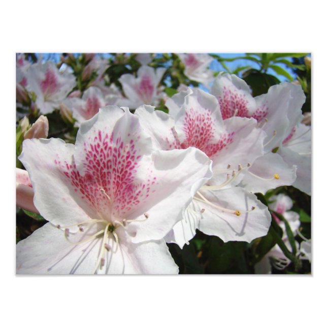 Jardin de fleurs d'azalée Photographie Florales (Devant)