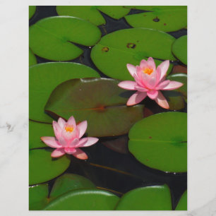 Jardin de fleurs de lotus rose nénuphar,