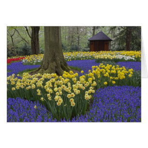 Jardin de jonquilles, muscaris et tulipes,