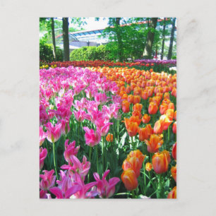 Jardin de Keukenhof - Holland carte postale