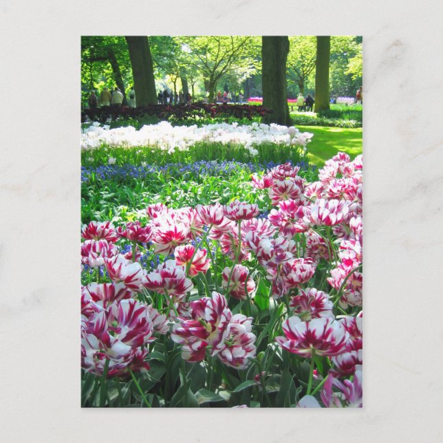 Jardin de Keukenhof - Holland carte postale (Devant)