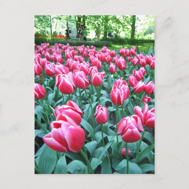 Jardin de Keukenhof - Holland carte postale (Devant)