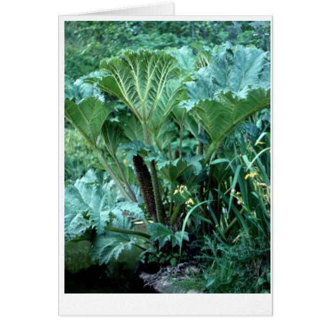 Jardin de l'île du Nord-Ouest (Devant)