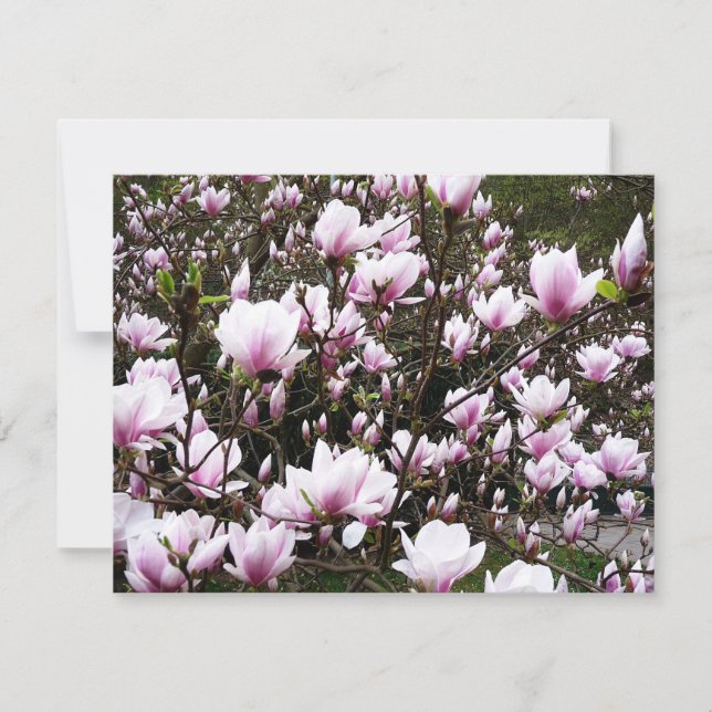 Jardin de Magnolia (Devant)