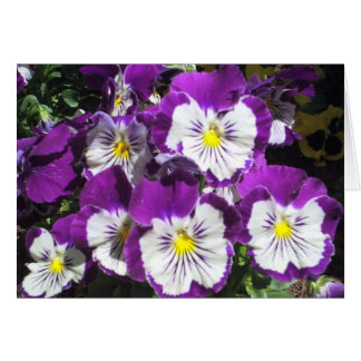 Jardin de Pansy