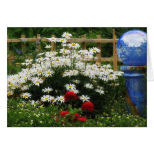 Jardin de Shasta - marguerites
