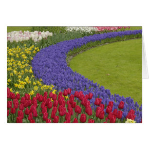 Jardin de tulipes, de jacinthes des vignes et de j