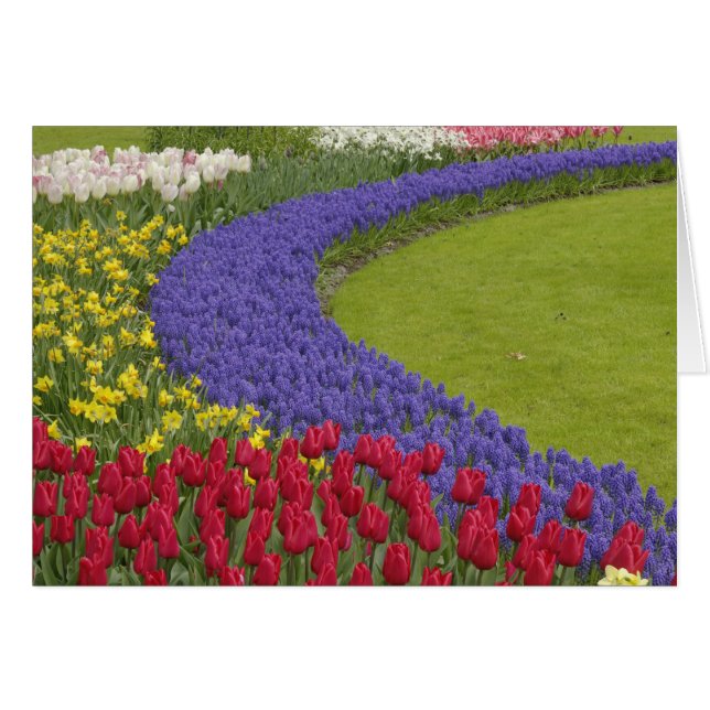 Jardin de tulipes, de jacinthes des vignes et de j (Devant horizontal)