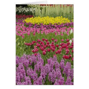 Jardin de tulipes, de jonquilles et de jacinthe