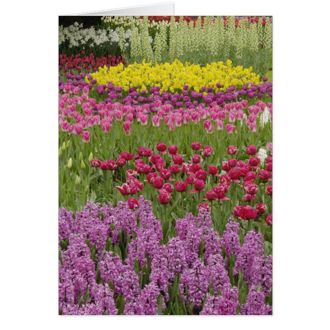 Jardin de tulipes, de jonquilles et de jacinthe (Devant)