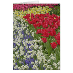 Jardin de tulipes et de jonquilles, Jardins de Keu