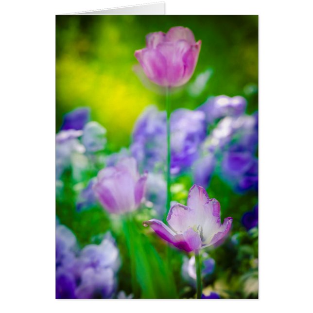 Jardin de tulipes, Giverny, France (Devant)