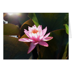 Jardin d'eau rose rose Nénuphar éclairé