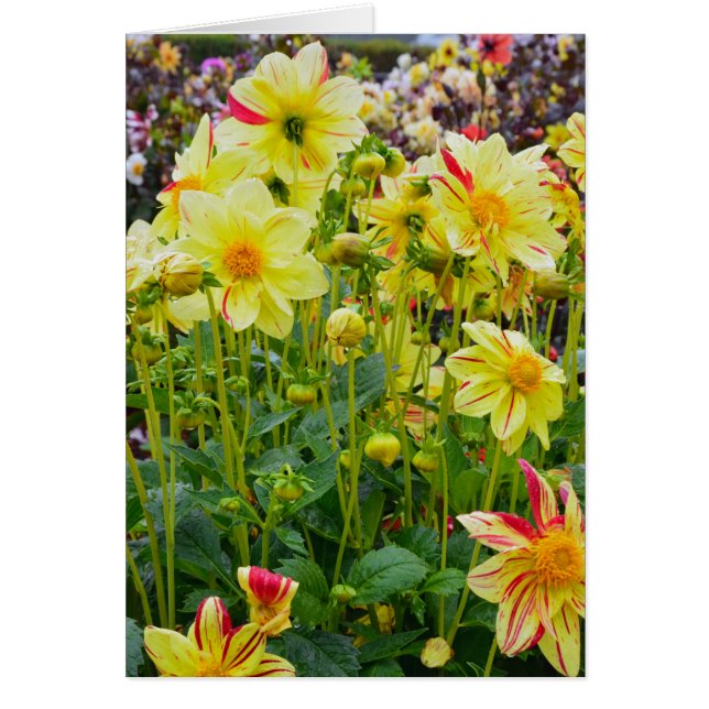 Jardin des dahlias jaunes (Devant)