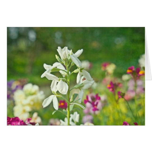 Jardin des parfums (Devant Horizontal)