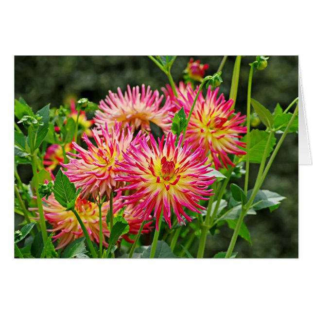 Jardin des Plantes-1 (Devant horizontal)