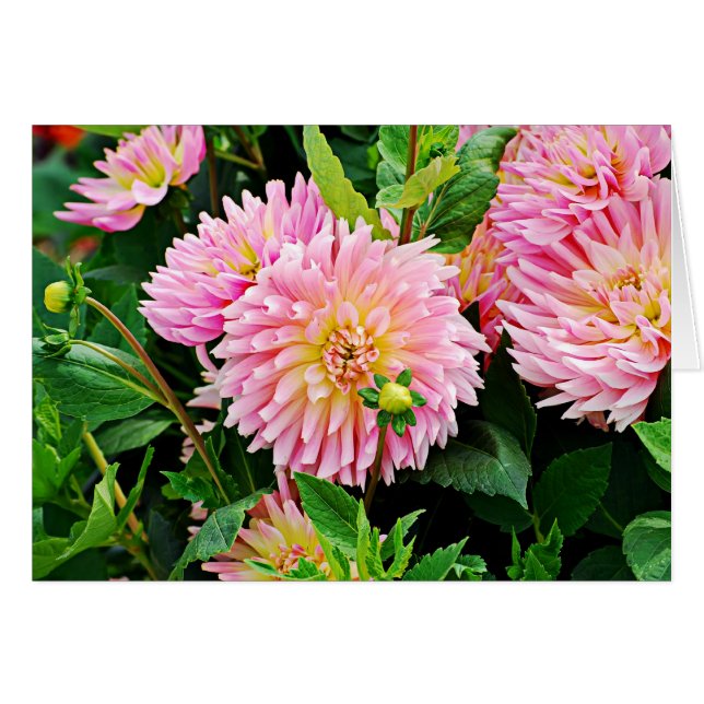 Jardin des Plantes-3 (Devant horizontal)