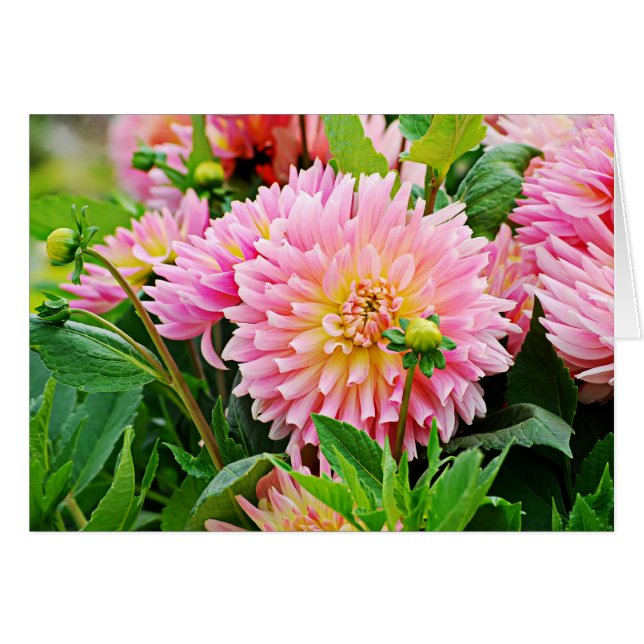 Jardin des Plantes-4 (Devant horizontal)