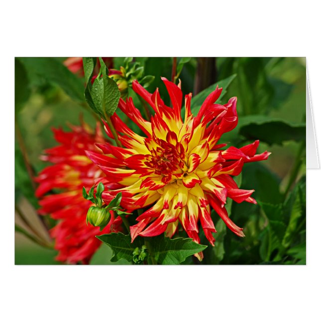 Jardin des Plantes-5 (Devant horizontal)