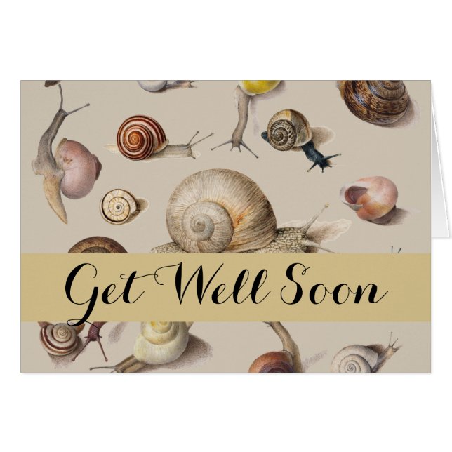 Jardin d'escargots Animaux de compagnie Gastropod  (Devant horizontal)