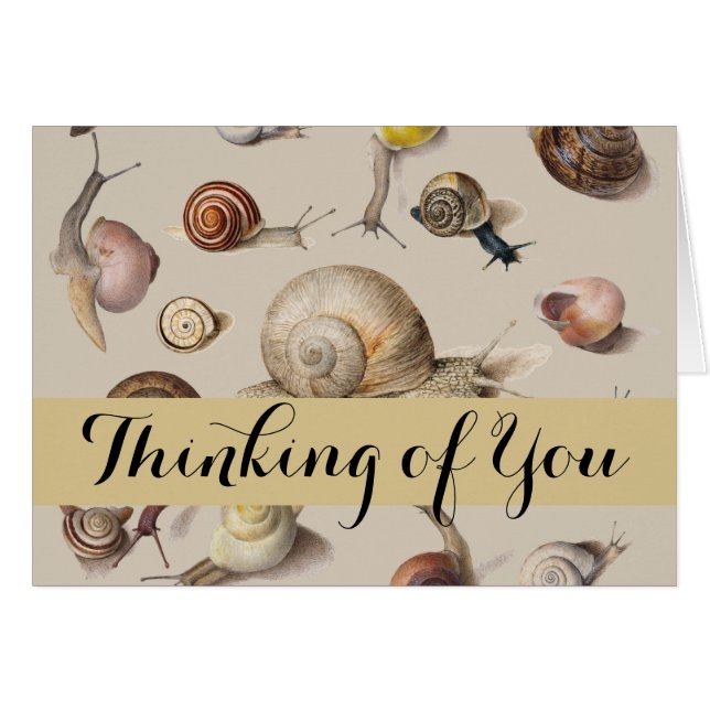 Jardin d'escargots Animaux de compagnie Gastropod  (Devant horizontal)