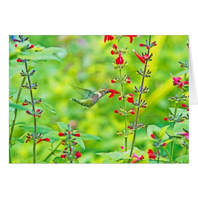 Jardin d'été (Devant horizontal)