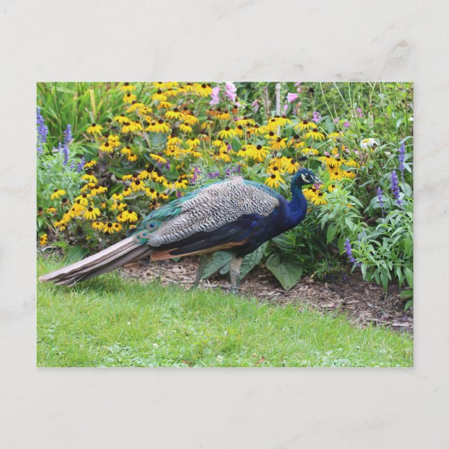 Jardin d'été avec carte postale Peacock (Devant)