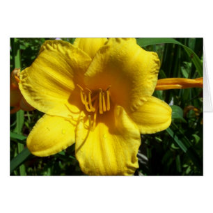 Jardin jaune Lily