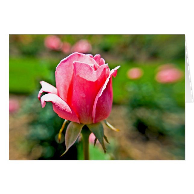 Jardin rose rose (Devant Horizontal)