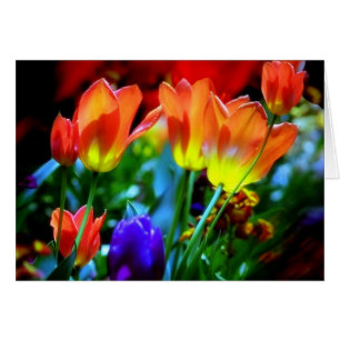 JARDINS DE KEUKENHOF, LISSE HOLLANDE