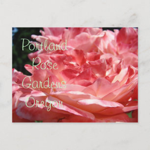 Jardins de roses de Portland cartes postales Roses