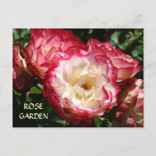 JARDINS DE ROSES MAGNIFIQUES Cartes Postales Jardi