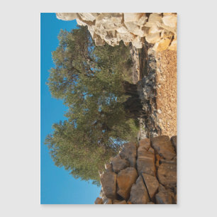 Jardins d'olivier de Lun