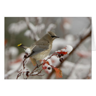 Jaseur d'Amérique adulte sur aubépine avec neige