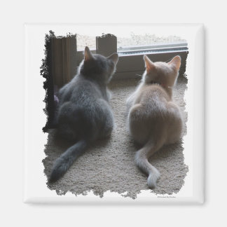 Jasper et Kaylee Carré Kitten Magnet